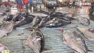 壯觀！　東港黑鮪捕獲大豐收　近500隻拍賣創單日新高