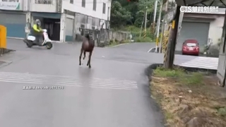 驚魂！　水鹿「闖紅燈」橫越馬路　險擦撞騎士