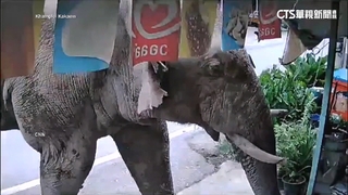 泰國大象闖便利店「洗劫」　開啟吃到飽模式畫面曝光