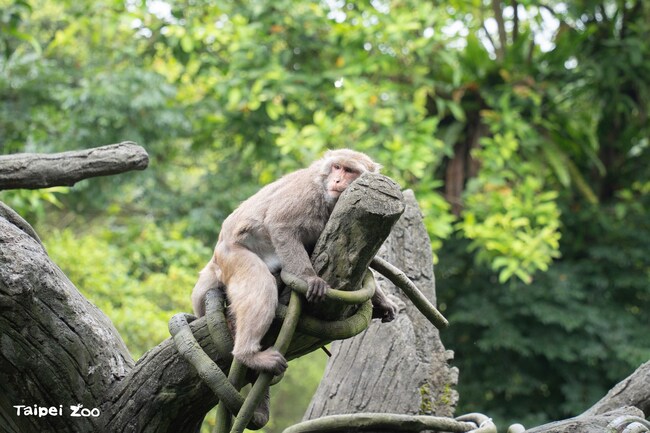 北市動物園年度檢修　6/18起休園10日　 | 華視新聞