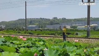通霄荷花「同框列車」絕景夯　婦拍照涉險闖鐵軌