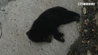 邊坡墜落？　南橫公路發現台灣黑熊幼熊遺體