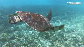 沖繩離島夯！　星宇將直飛宮古島　華航.虎航鎖定石垣島