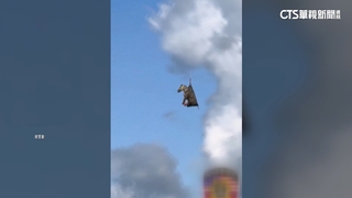 田納西州寵物斑馬落跑記　轟動網路百萬人追蹤