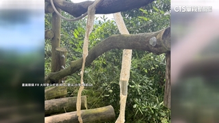 大坑登山「步步危機」　驚見2米蛇皮.粗樹幹橫擋險撞頭