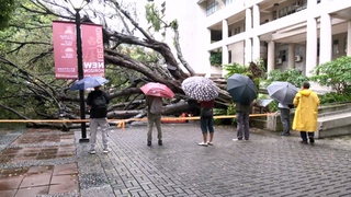 逢甲大學大樹倒塌　4學生受傷 1人傷重不治
