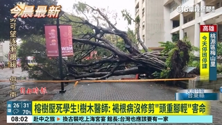 榕樹壓死學生！樹木醫師：　褐根病沒修剪「頭重腳輕」害命