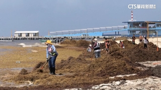 加勒比海「馬尾藻」氾濫　墨西哥碧綠水域變咖啡色