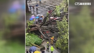 逢甲碩一生遭榕樹壓死　同學差10秒逃劫難