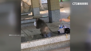 壽山動物園猴闖休息區遊客嚇！　園方籲室內空間休息