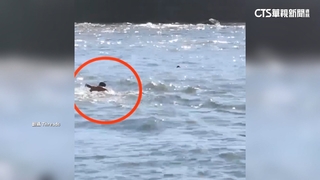 海軍陸戰隊員訓練中跳海救6生　網友讚真英雄