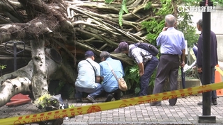 逢甲樹壓死碩士生「疑褐根病惹禍」　農業部採樣