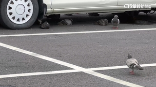 好熱！　台南停車場「鴿子乘涼」　台東太麻里飆破39度