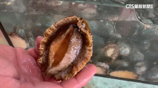 「貢寮鮑」全盛時期產值逾13.8億　產量占全球8成