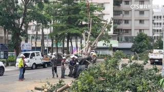 逢甲案因噎廢食？移除行道樹爆口角　中市府：暫時移置