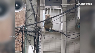獨臂猴現蹤社區！電線當鋼索穿梭民宅　居民急通報