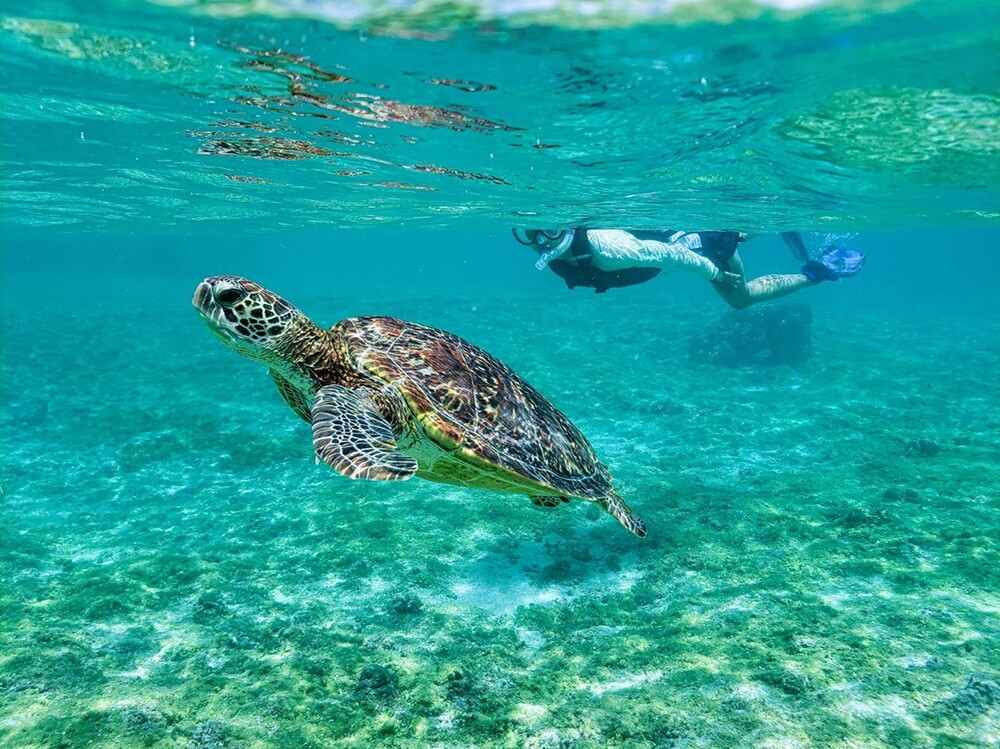 蔚藍的海洋中,充滿種類繁多的海洋生物,也成為浮潛和潛水活動的勝地。(圖 / 品牌提供)