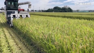 雲林一期稻穀收購價創新高　農會呼籲農民勿搶收