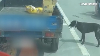 黑狗拴貨車拖著跑　民眾批天熱虐狗　飼主：狗自己跳下