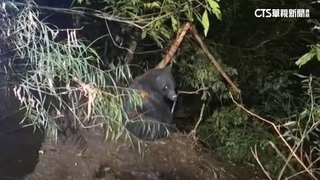 台灣黑熊中陷阱！　林保署連夜赴武陵山莊「斷掌救命」