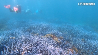 搶救澎湖珊瑚！棘冠海星密度高　海保署啟動清除