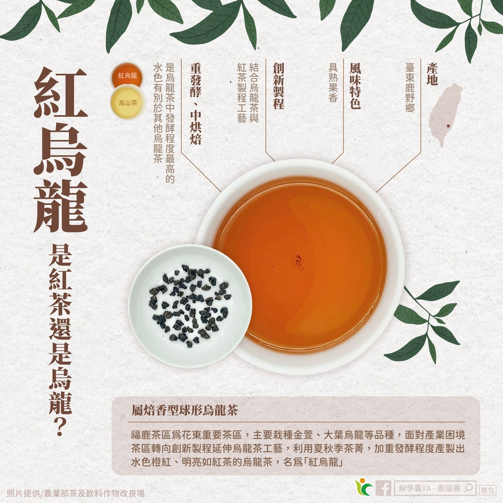 不是鐵觀音、東方美人！農糧署曝「1本土特種茶」濃醇回甘　務必冷泡才好喝 | 圖／翻攝自鮮享農YA - 農糧署