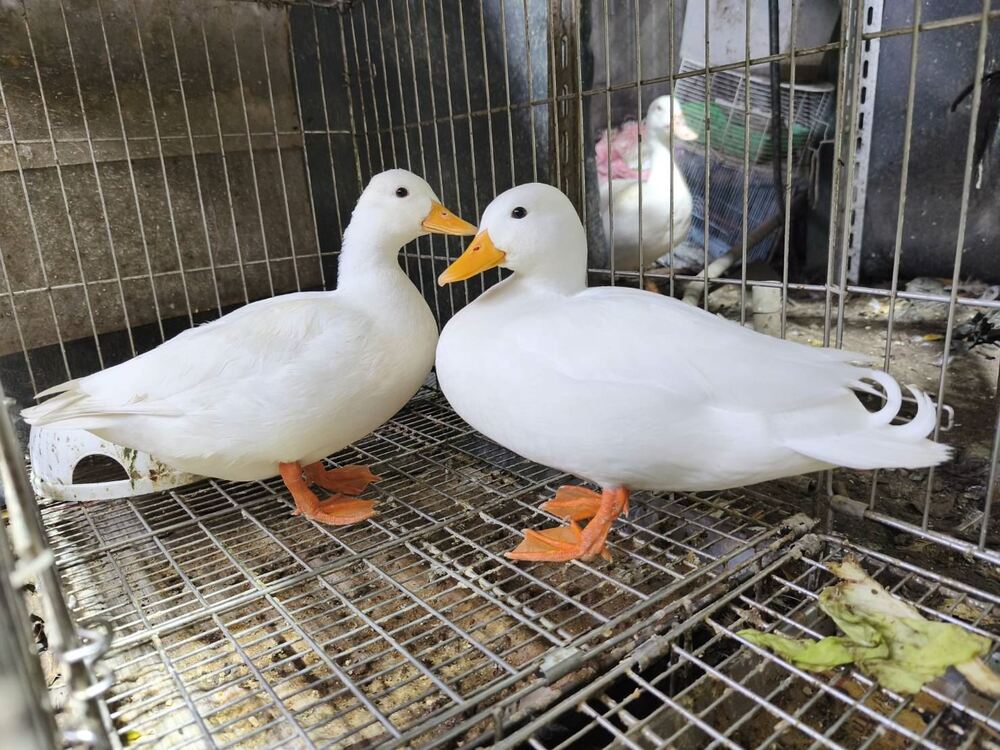 (圖/新北市政府動保處)