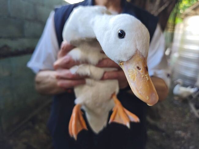 柯爾鴨跳樓逃家！飼主驚「竟然會飛」　動保處：建議注射晶片或套裝腳環 | 華視新聞