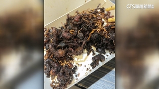 暗黑料理？買到「全焦」煎魚腸　業者退款.醫：恐吞致癌物