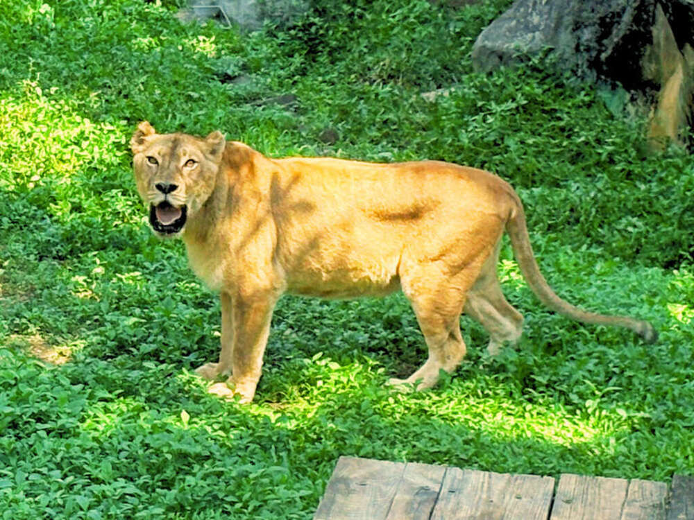 來自六福村的非洲獅「布蕾」圖 / 壽山動物園