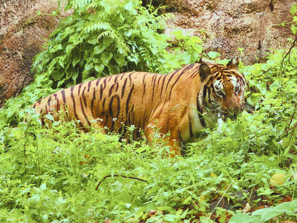 來自六福村的孟加拉虎「二妞」圖 / 壽山動物園