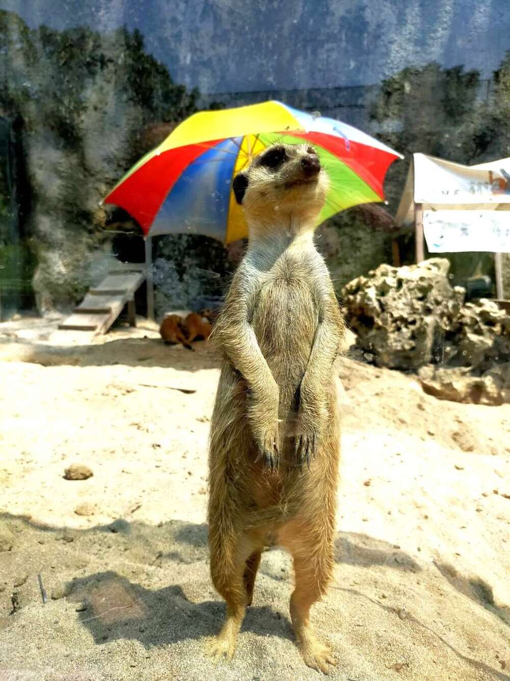 圖 / 壽山動物園