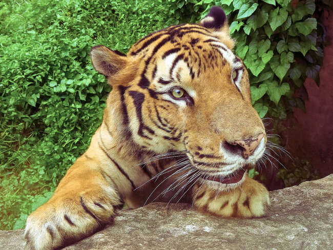 壽山動物園暑假推「12歲↓兒童免費入園」、延長開放時間　動物明星新成員亮相 | 華視新聞