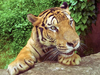 壽山動物園暑假推「12歲↓兒童免費入園」、延長開放時間　動物明星新成員亮相