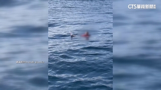 婦搭賞鯨船意外落海！　業者：會強化安全宣導