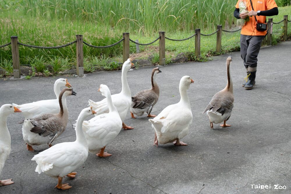 圖 / 北市動物園