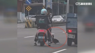 紅面番鴨闖車陣亂竄！　沿路汽機車急煞閃避