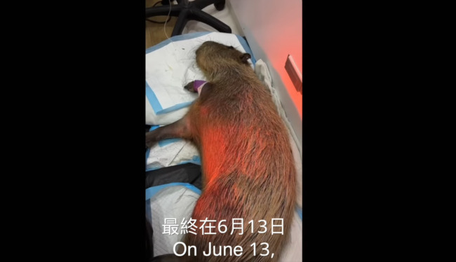 知名農場水豚疑遭「蓄意毒殺」　園區悲痛發聲：絕不原諒 | 華視新聞