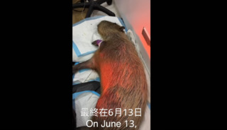 知名農場水豚疑遭「蓄意毒殺」　園區悲痛發聲：絕不原諒