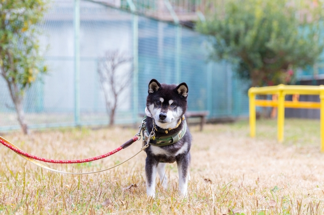 狗狗為何愛走主人前面？日網揭密「5原因」 飼主務必熟知 | 華視新聞