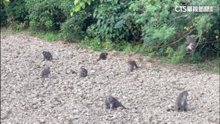 獵槍.電網擋不住滿州「猴患」　林保署開課防猴