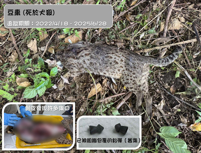 石虎「豆棗」遭犬殺死亡　解剖驚見「體內有鉛彈」！粉專痛心：曾遭人射擊 | 華視新聞