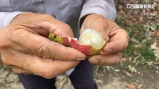 霧農大叔教「吃荔枝不上火」妙招　影音3天破200萬點閱