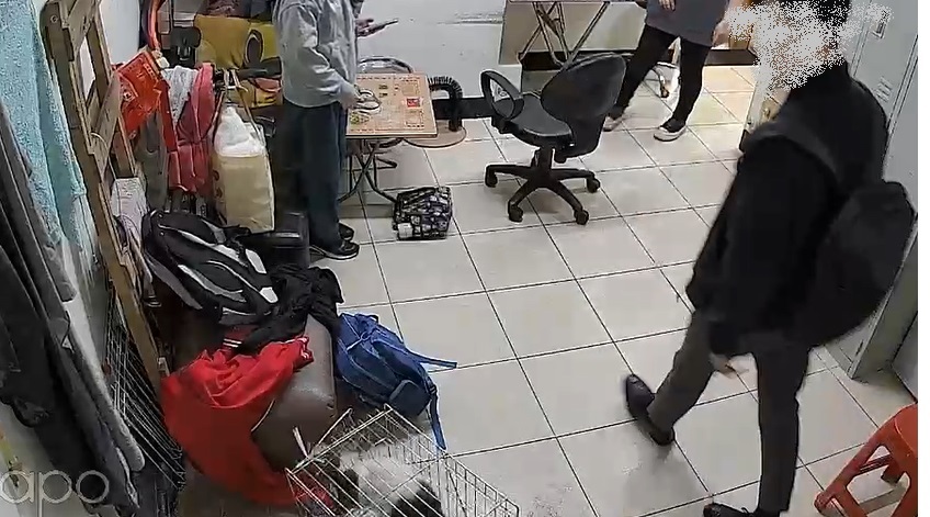遭店貓攻擊 男友報復怒踹　反致貓受傷 新北動保處開罰1.5萬元罰鍰 | 圖 / 新北市政府動物保護防疫處