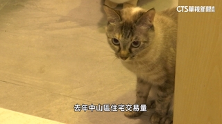 「租金低+毛孩多」北市中山區「寵物店」居冠　還有寵物機能宅