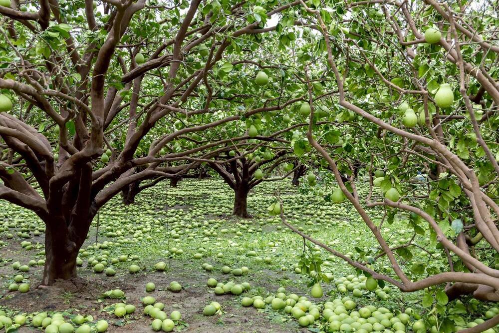 (圖/翻攝自黃偉哲臉書)