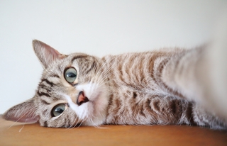 摸一摸被主子咬？日網曝「3大撫摸技巧」　保證貓咪爽翻天