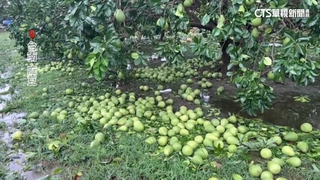 颱風襲！麻豆文旦9成落地　中秋節將至農民憂心