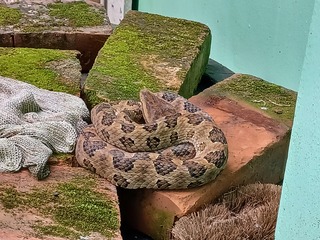 蛇出沒當「草繩」！民宅驚見龜殼花　5大環境恐招蛇來