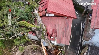 南投強風吹倒百年芒果樹　壓毀鐵皮屋頂！幸無傷